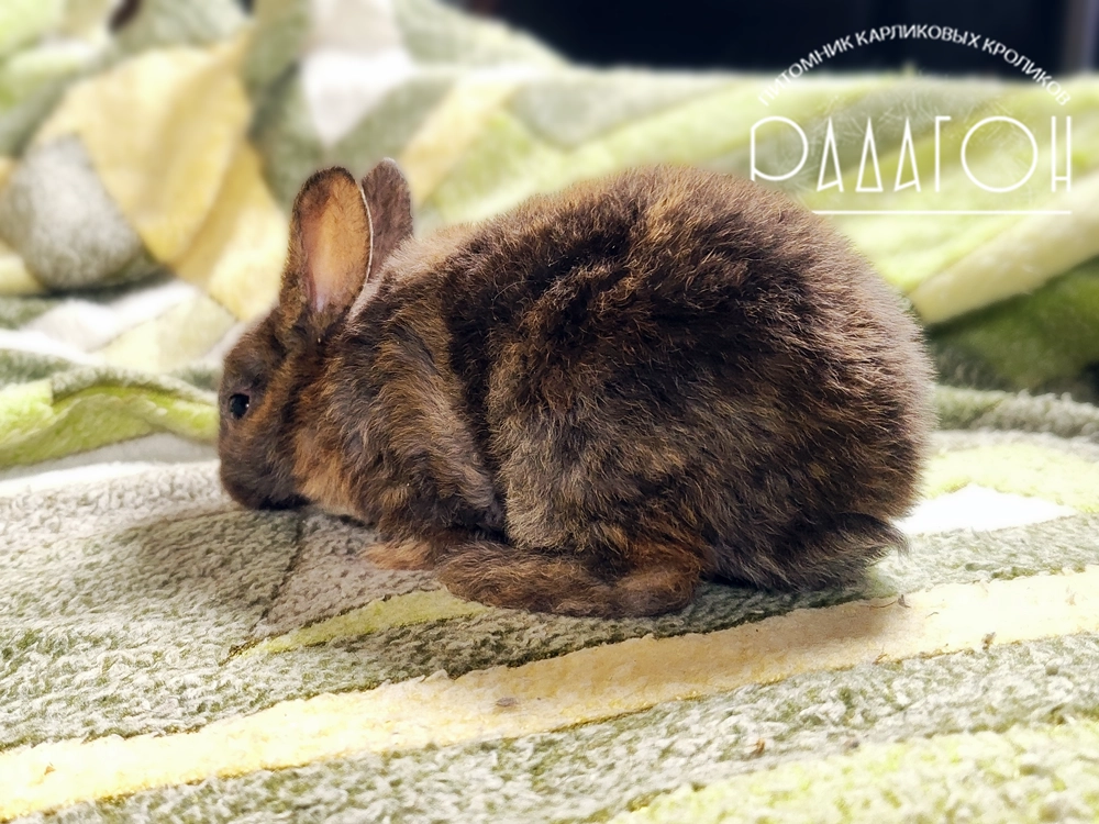 Декоративный карликовый кролик Японский