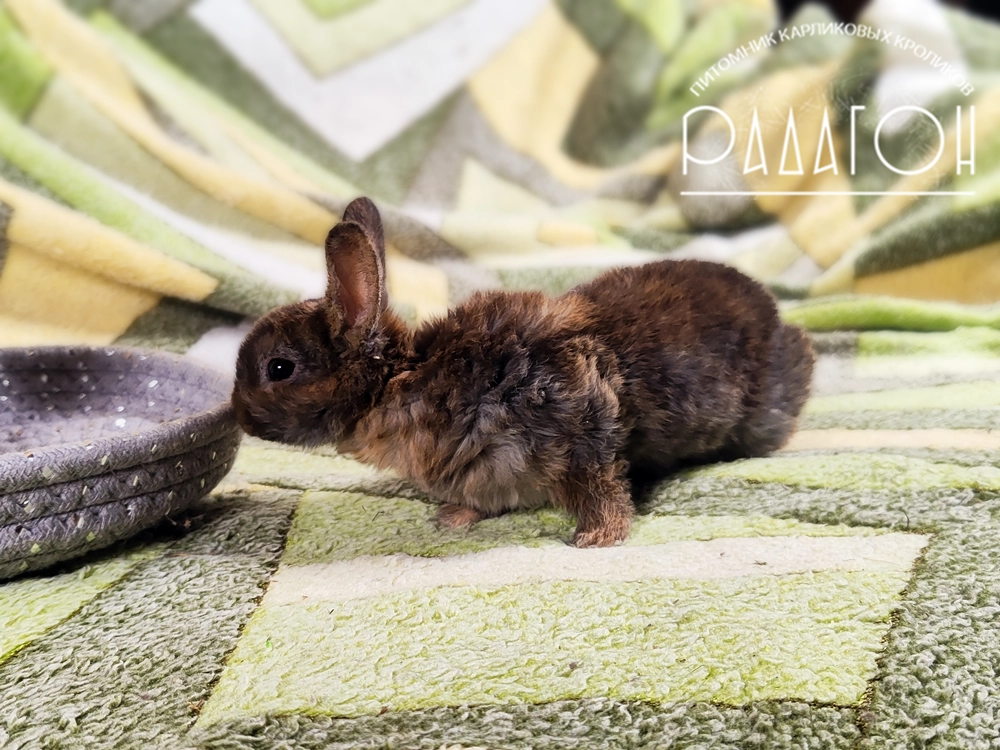 Декоративный карликовый кролик Японский