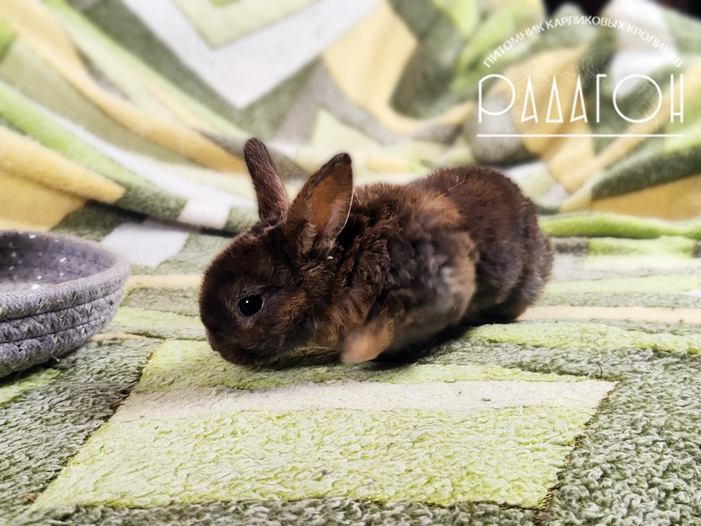 Декоративный карликовый кролик Японский