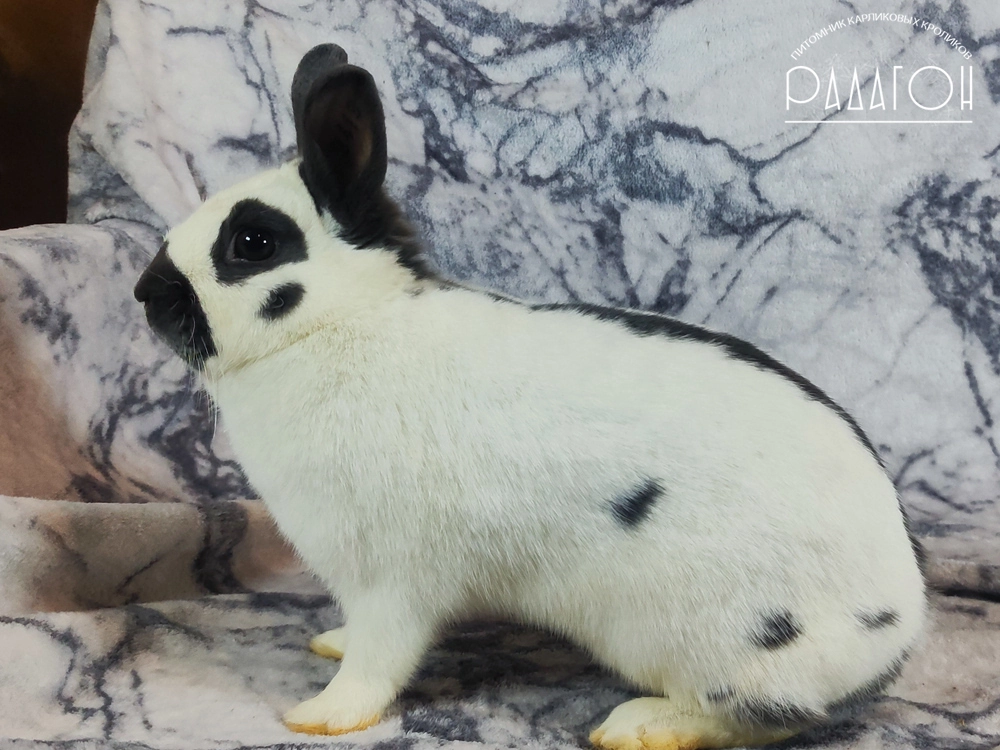 Декоративный кролик породы Карликовый строкач окраса Голубой пёстрый - Равка для Радагона