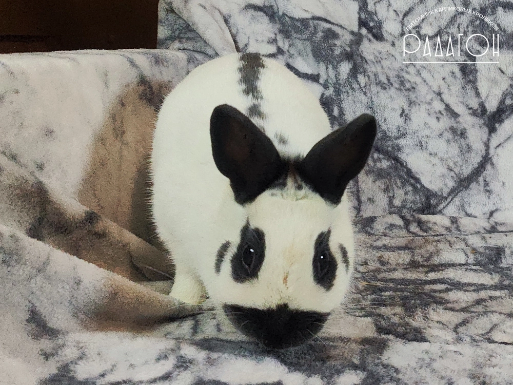 Декоративный карликовый кролик Голубой пёстрый