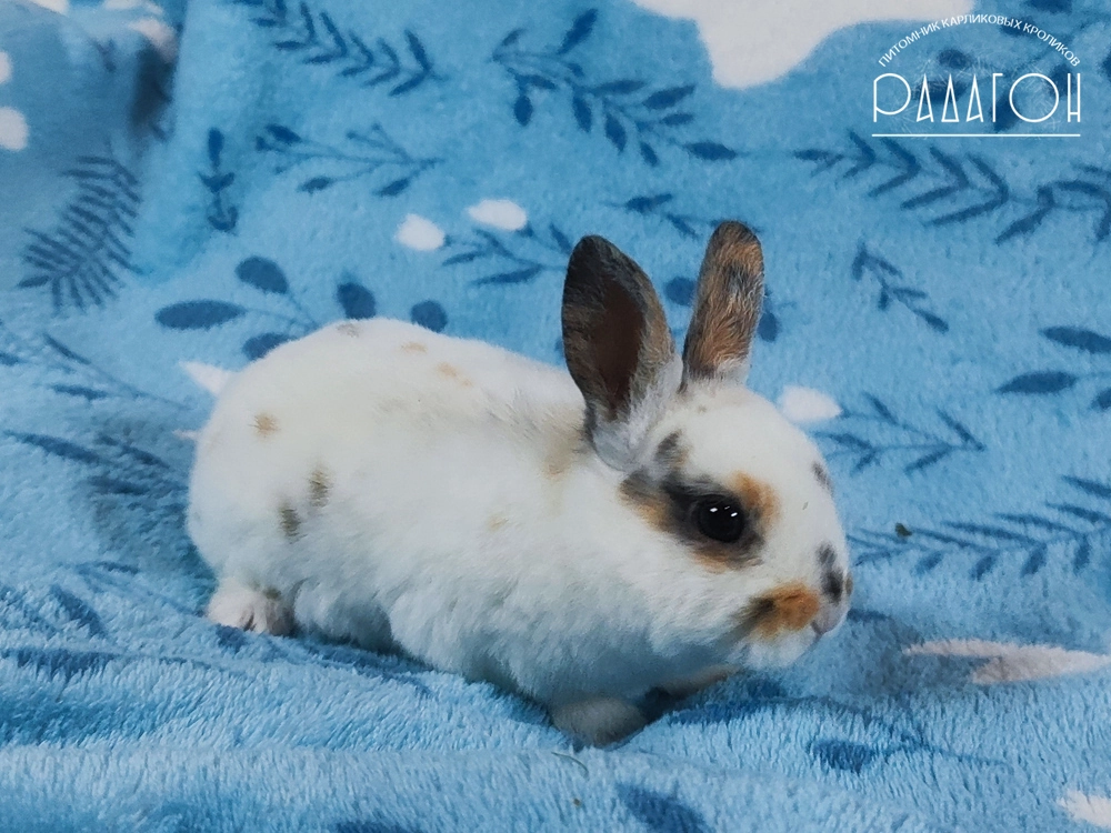 Декоративный карликовый кролик Триколор