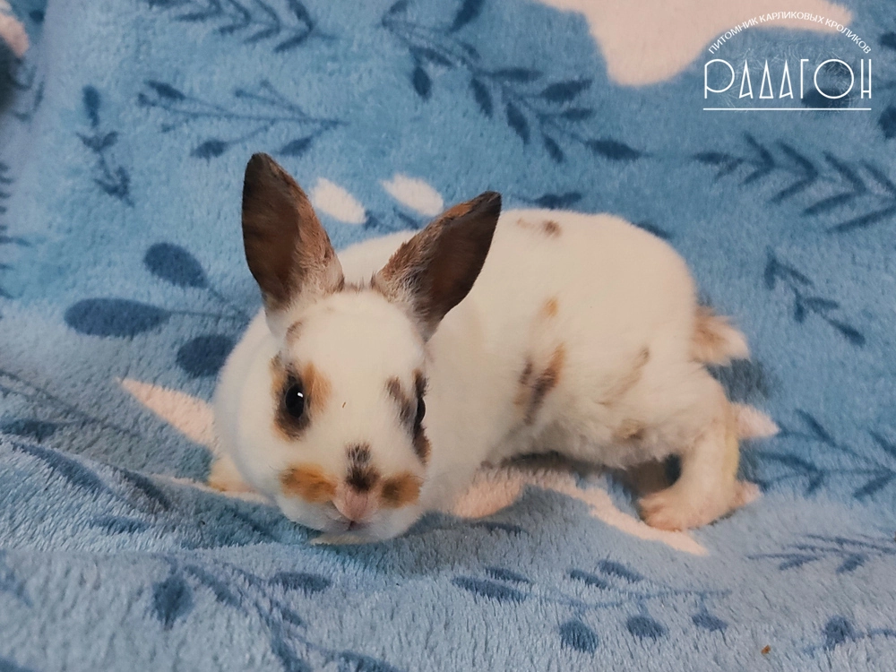 Декоративный карликовый кролик Триколор