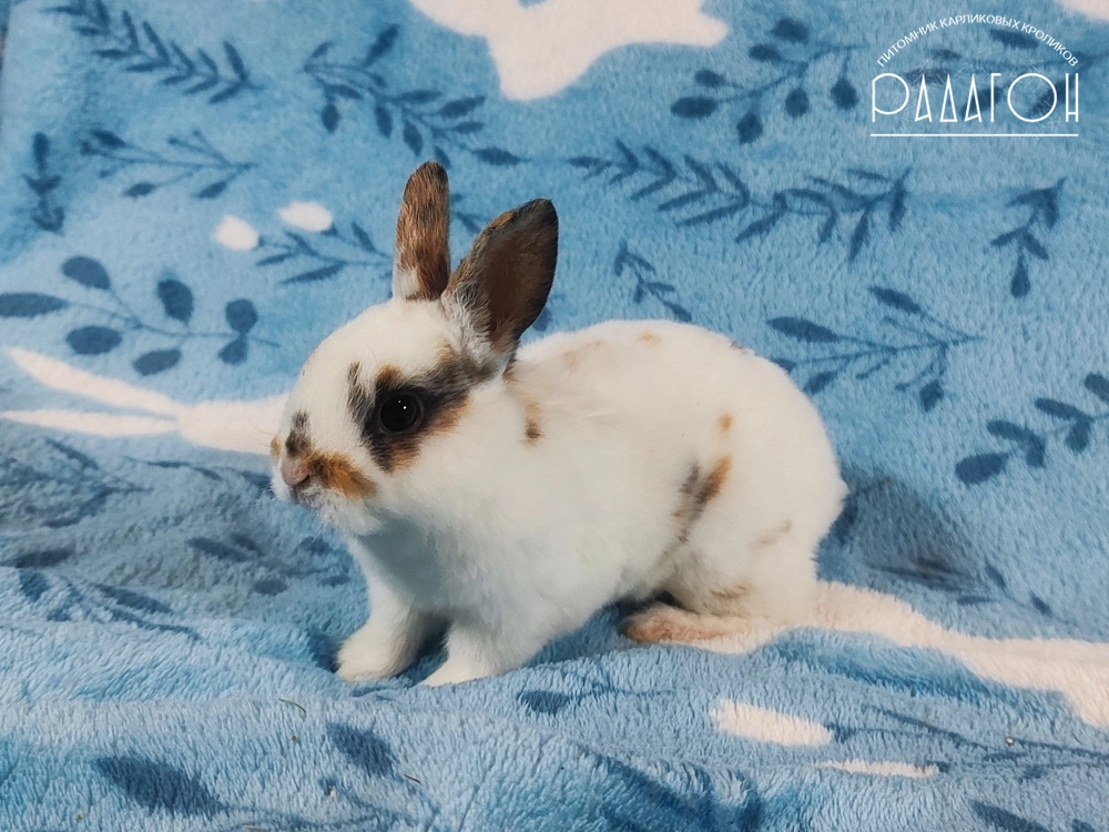 Декоративный кролик породы Карликовый рекс окраса Триколор - Радагон Рейгар