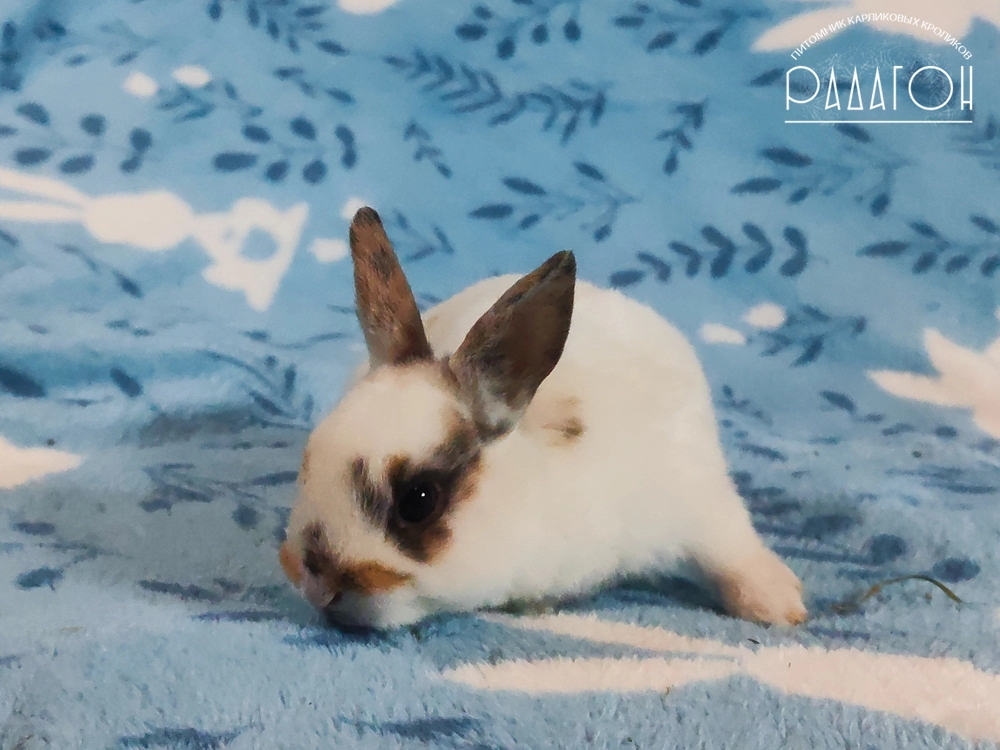 Декоративный карликовый кролик Триколор