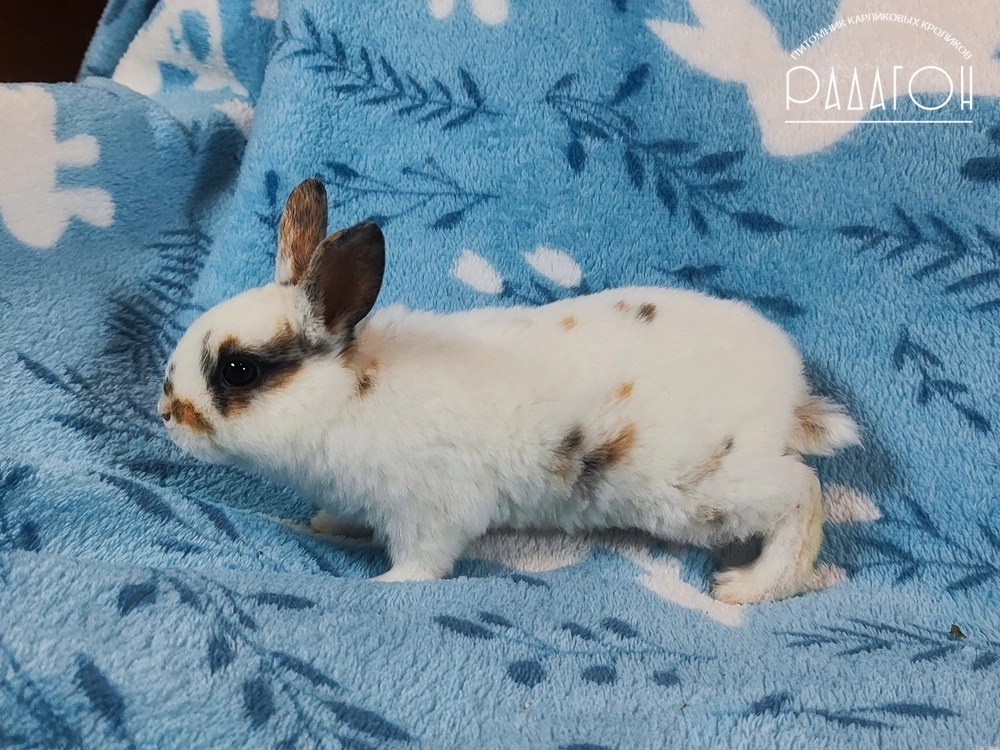 Декоративный карликовый кролик Триколор