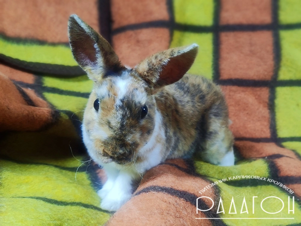 Декоративный карликовый кролик Гепард