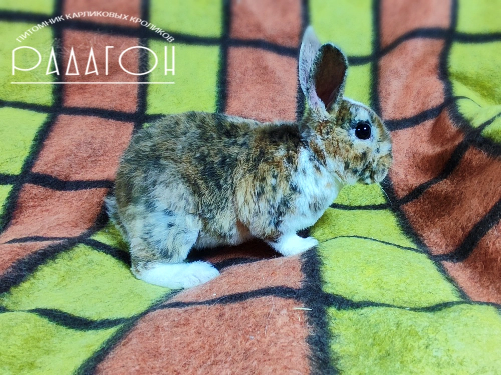 Декоративный карликовый кролик Гепард