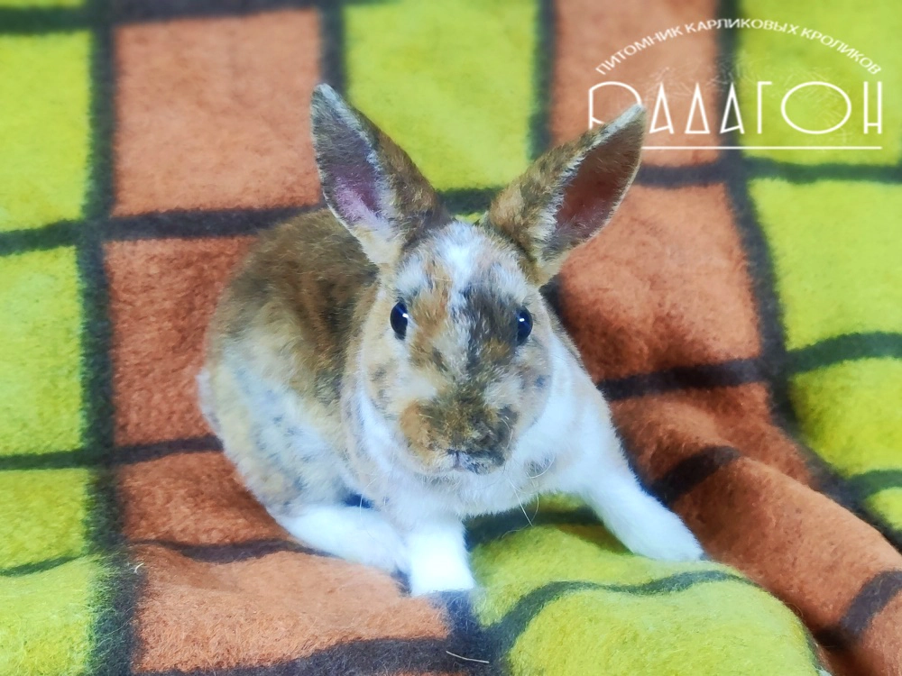 Декоративный карликовый кролик Гепард
