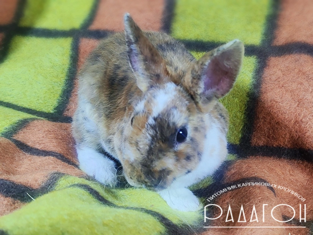 Декоративный карликовый кролик Гепард