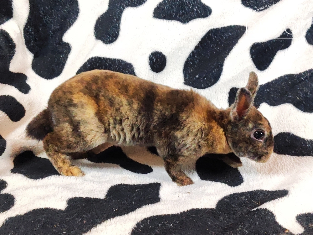 Декоративный карликовый кролик Японский