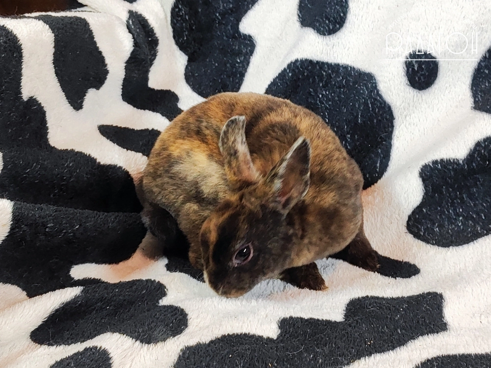 Декоративный карликовый кролик Японский