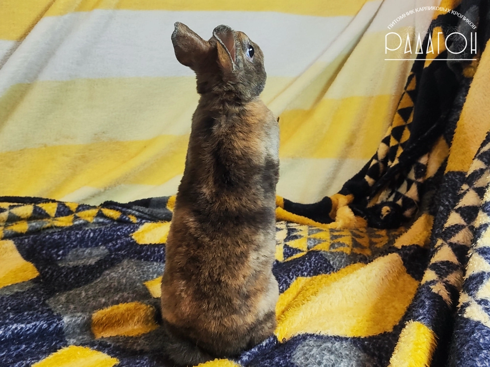 Декоративный карликовый кролик Японский