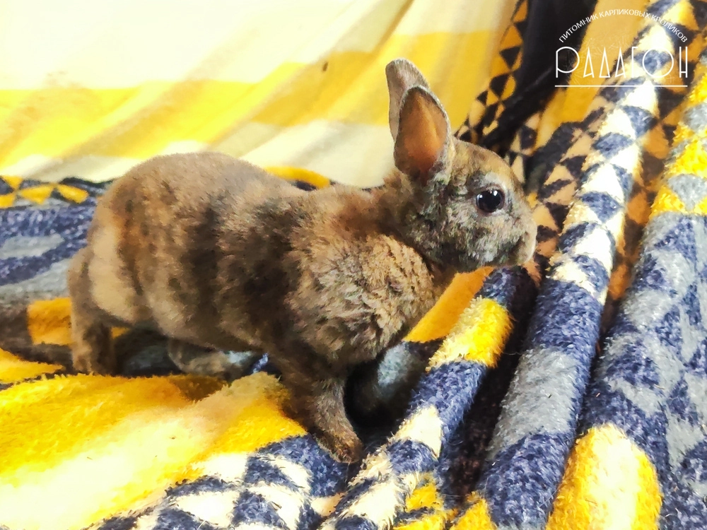 Декоративный карликовый кролик Японский