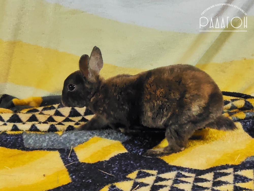 Декоративный карликовый кролик Японский