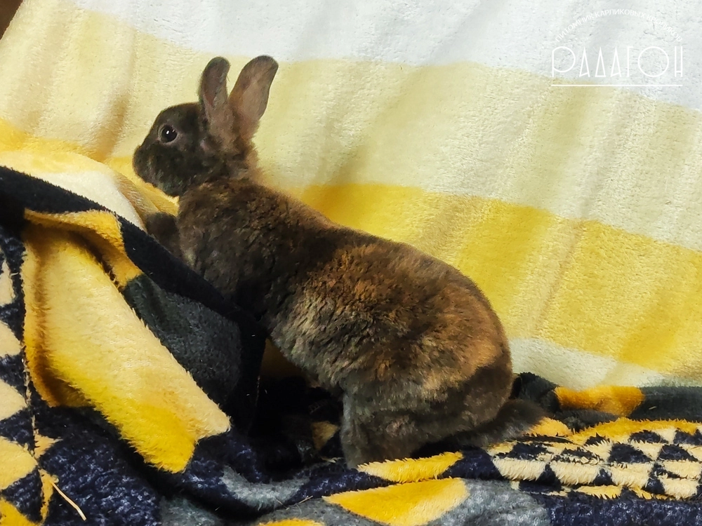 Декоративный карликовый кролик Японский