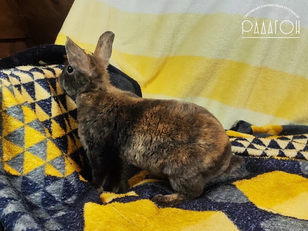 Декоративный карликовый кролик Японский