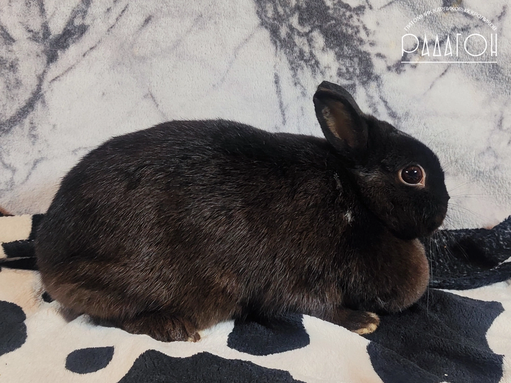 Декоративный карликовый кролик Коричневый мардер темный