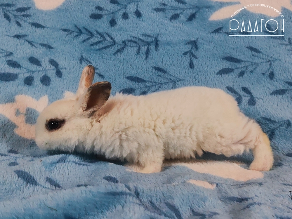 Декоративный карликовый кролик Чарли триколор