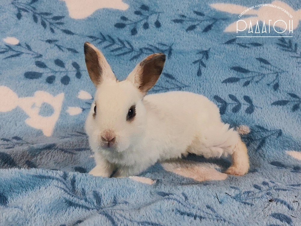 Декоративный карликовый кролик Чарли триколор