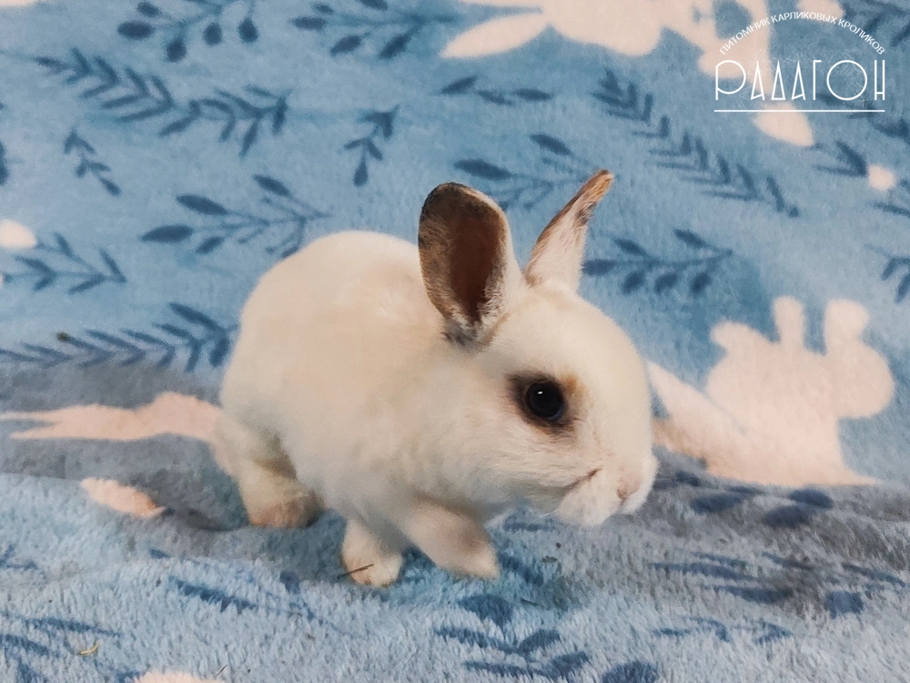 Декоративный карликовый кролик Чарли триколор
