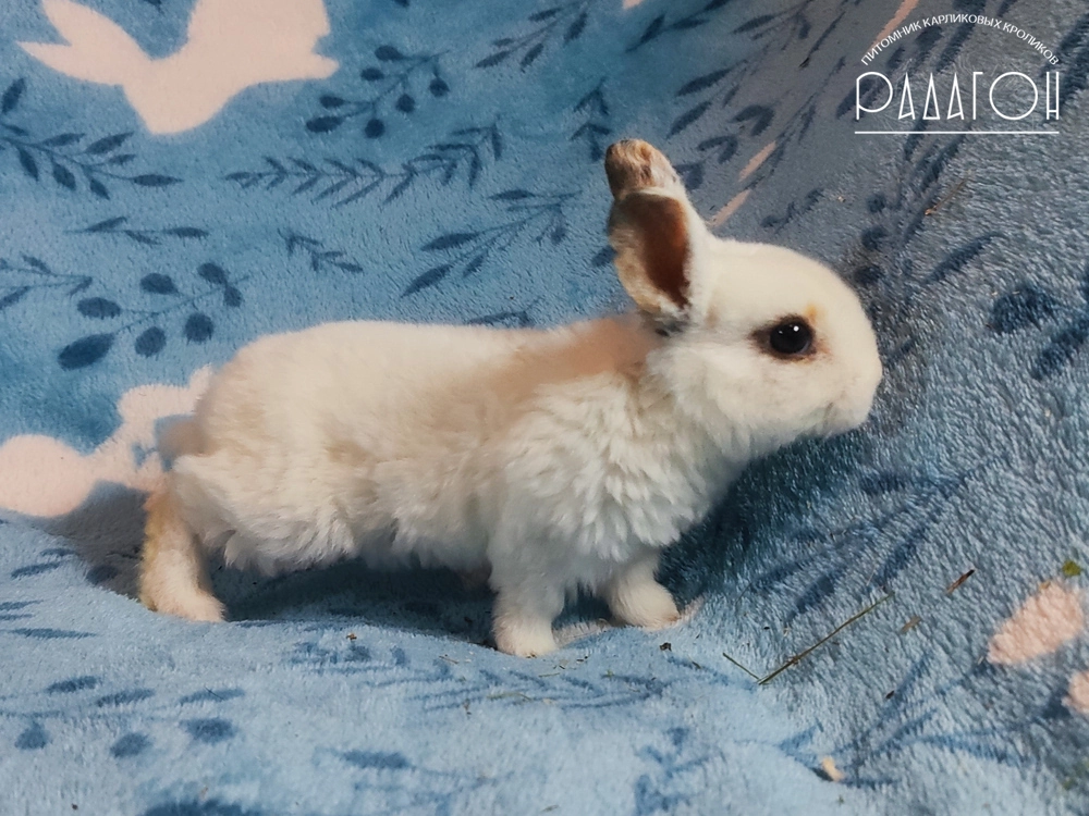 Декоративный кролик породы Карликовый рекс окраса Чарли триколор - Радагон Роуг