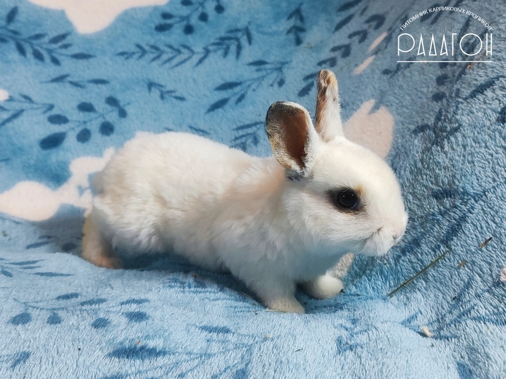 Декоративный карликовый кролик Чарли триколор