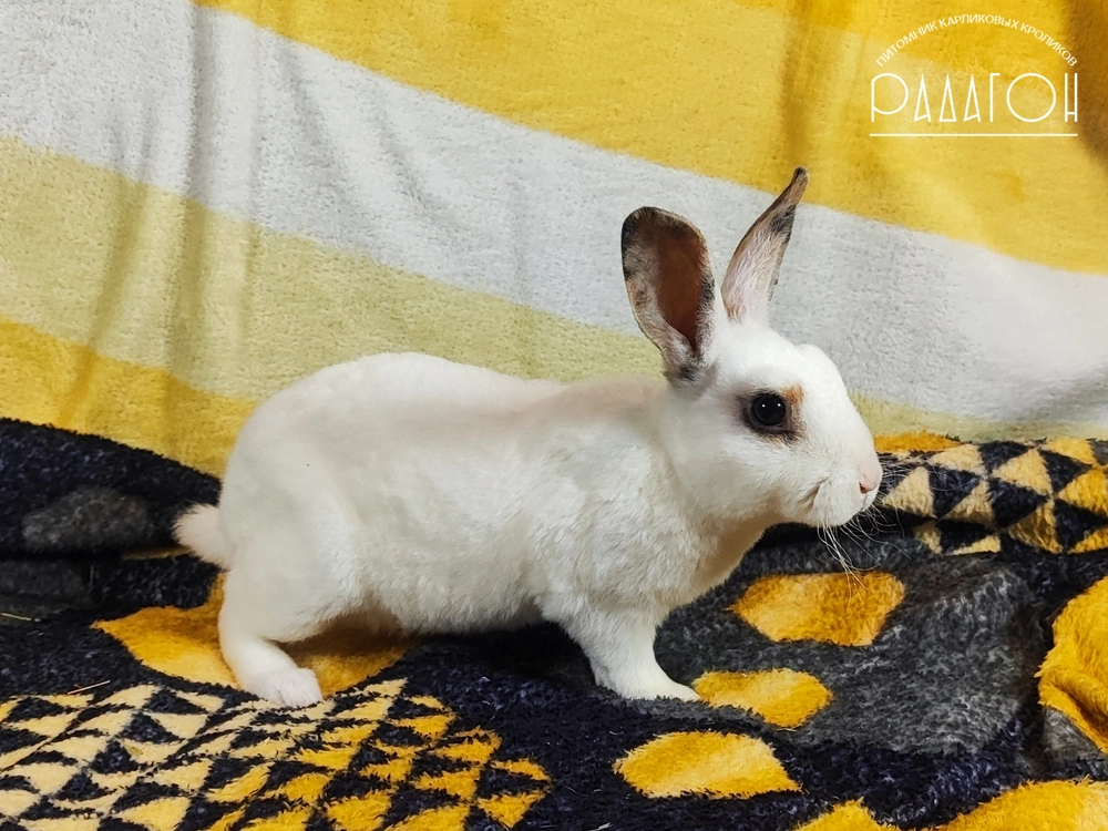 Декоративный кролик породы Карликовый рекс окраса Чарли триколор - Радагон Роуг