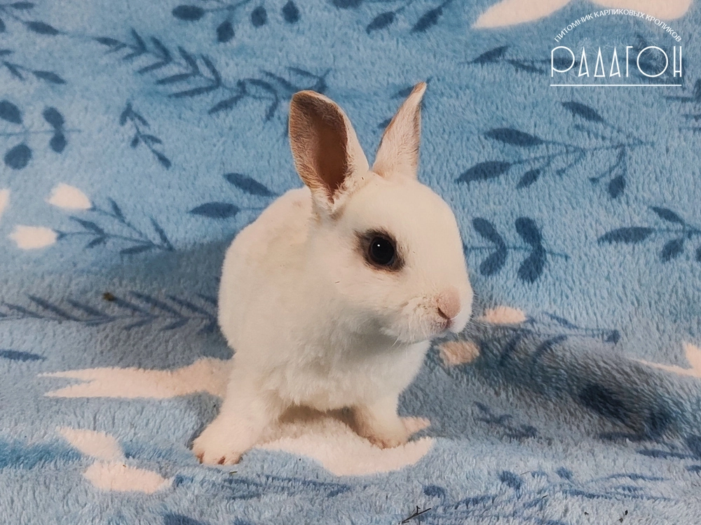Декоративный карликовый кролик Чарли триколор