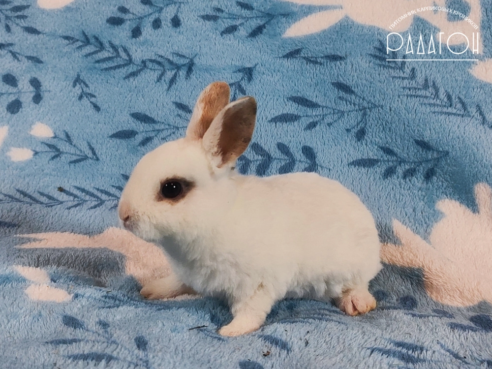 Декоративный кролик породы Карликовый рекс окраса Чарли триколор - Радагон Руф