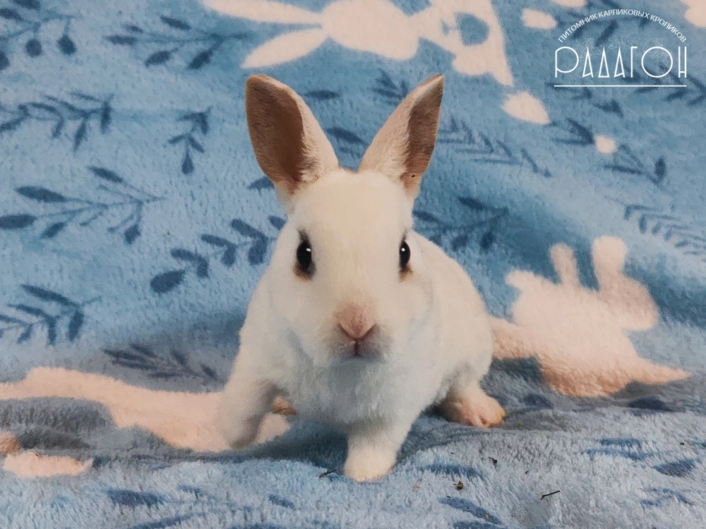 Декоративный карликовый кролик Чарли триколор