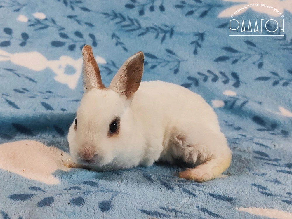 Декоративный карликовый кролик Чарли триколор