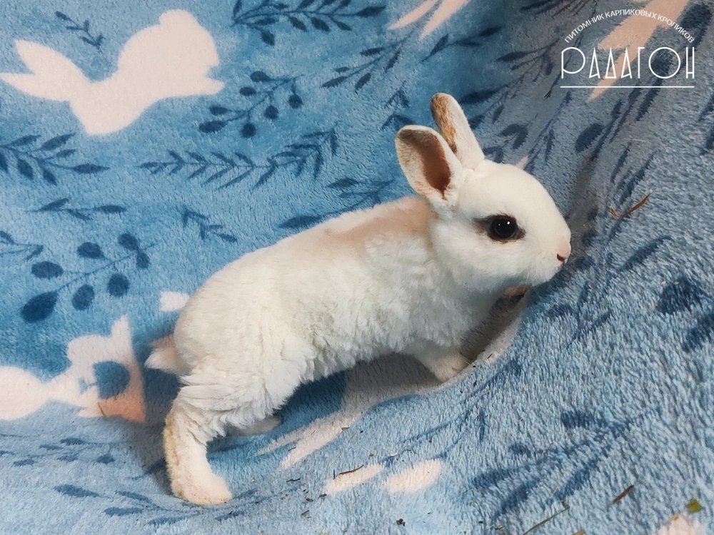 Декоративный карликовый кролик Чарли триколор
