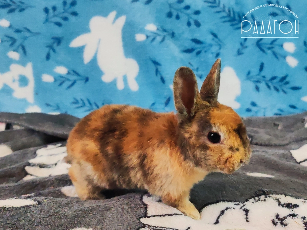 Декоративный карликовый кролик Японский