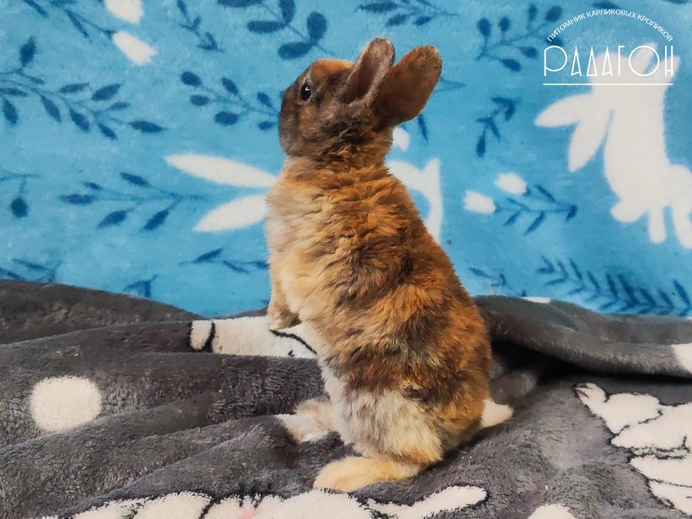 Декоративный карликовый кролик Японский