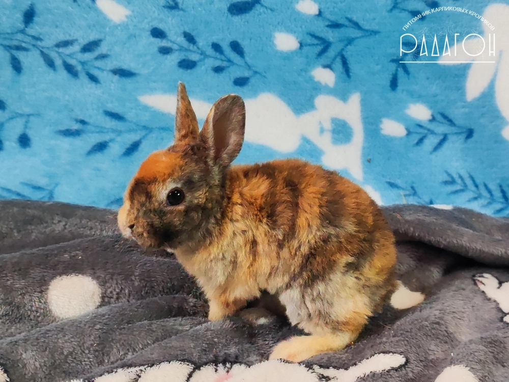 Декоративный карликовый кролик Японский