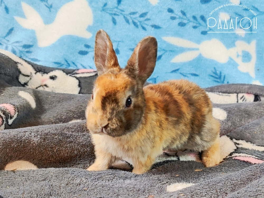 Декоративный карликовый кролик Японский