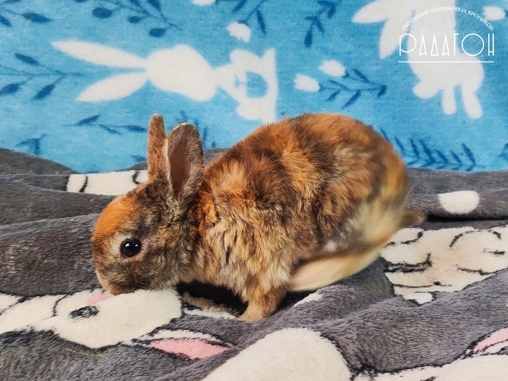 Декоративный карликовый кролик Японский