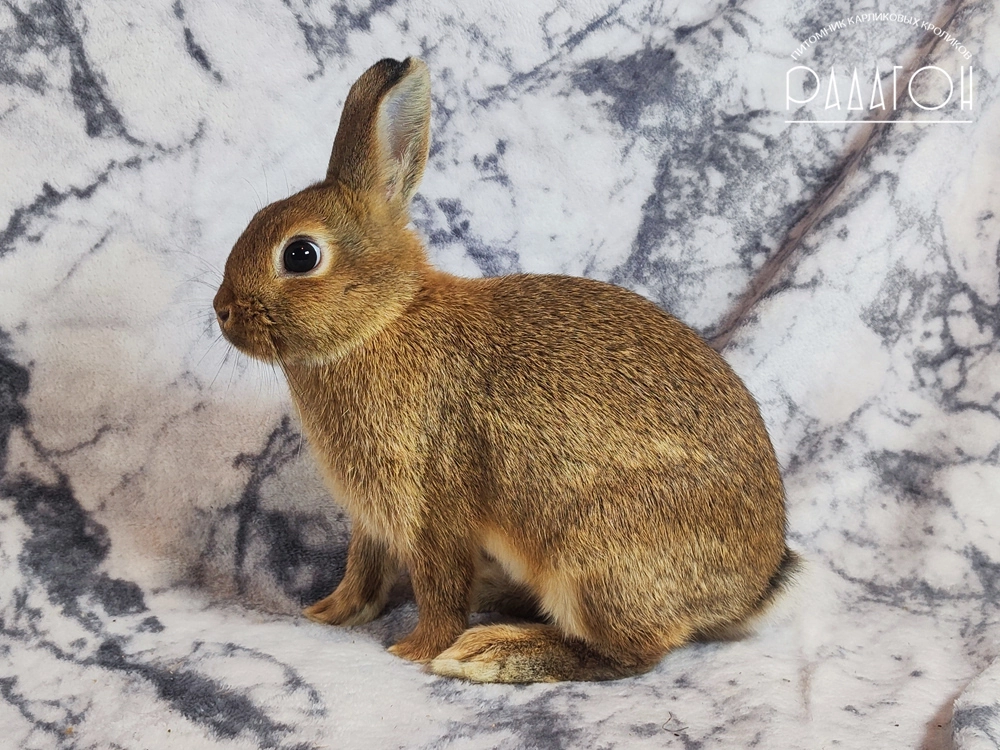 Декоративный карликовый кролик Агути серебристый