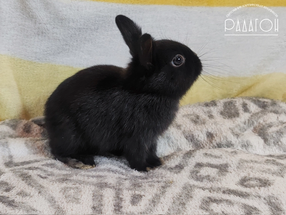Декоративный карликовый кролик Светлое серебро