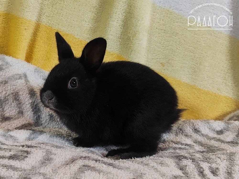 Декоративный кролик породы Немецкий цветной карлик окраса Светлое серебро - Радагон Шрайк