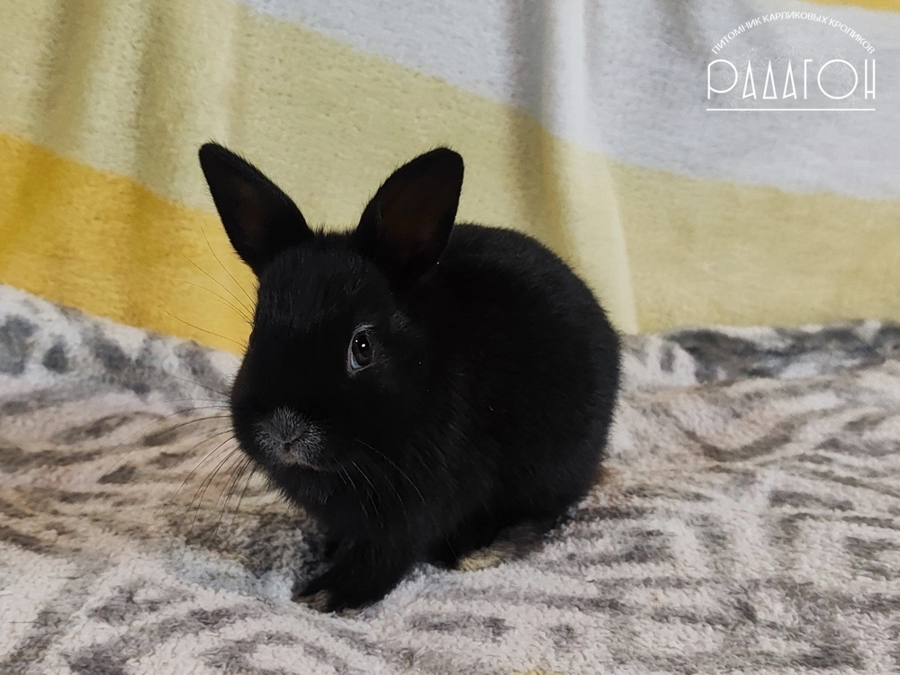 Декоративный карликовый кролик Светлое серебро