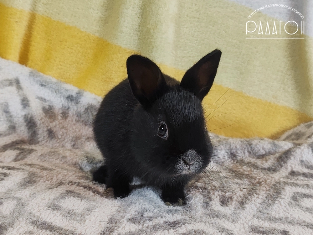 Декоративный карликовый кролик Светлое серебро