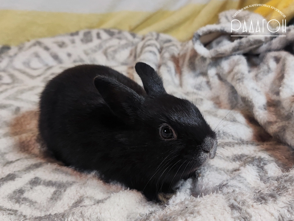 Декоративный карликовый кролик Светлое серебро