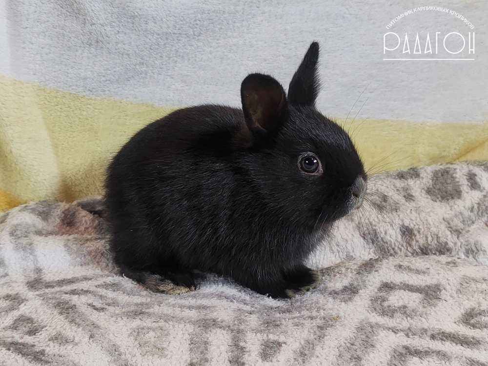 Декоративный карликовый кролик Светлое серебро