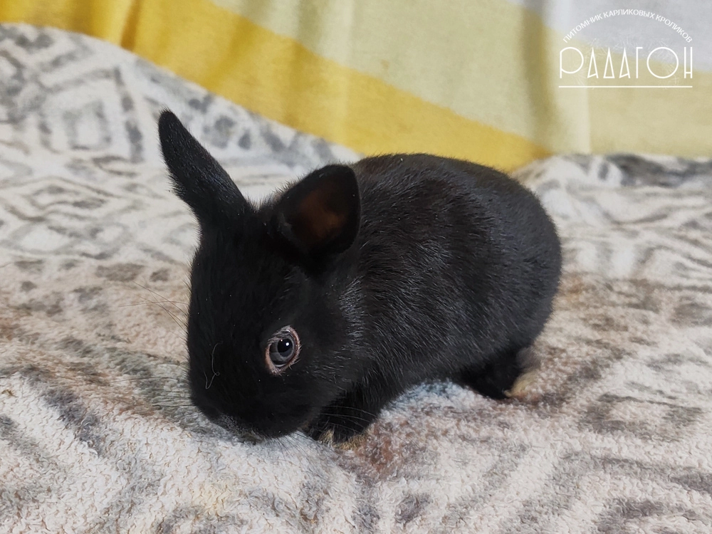 Декоративный карликовый кролик Светлое серебро