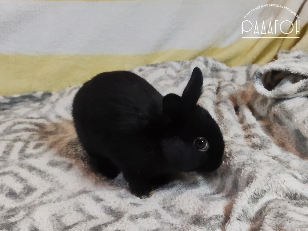 Декоративный карликовый кролик Светлое серебро