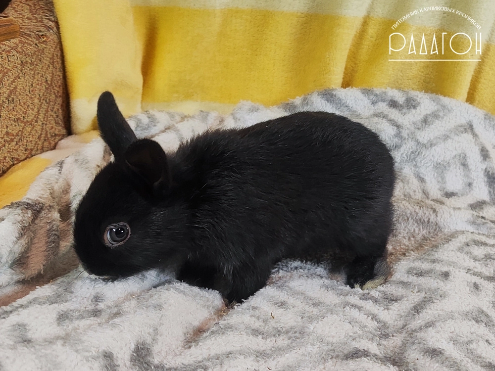 Декоративный карликовый кролик Светлое серебро