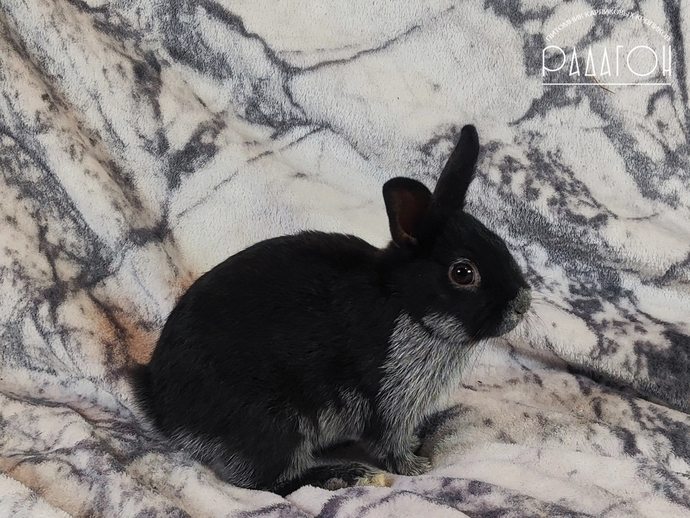 Декоративный кролик породы Немецкий цветной карлик окраса Светлое серебро - Радагон Шуруп