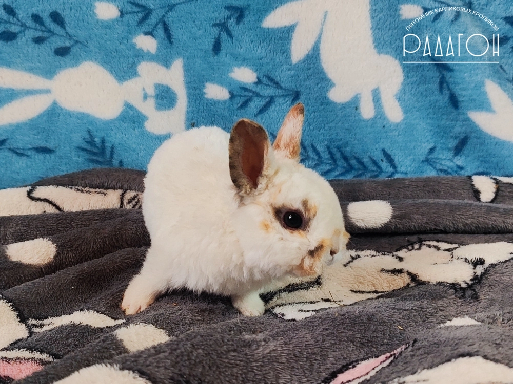 Декоративный карликовый кролик Чарли триколор